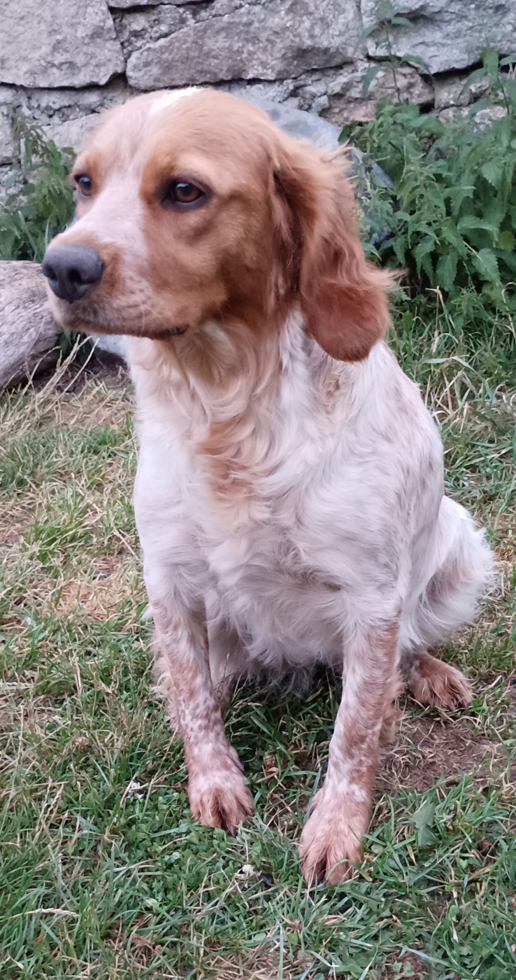 CH. Des Terres Aniciennes Vroom