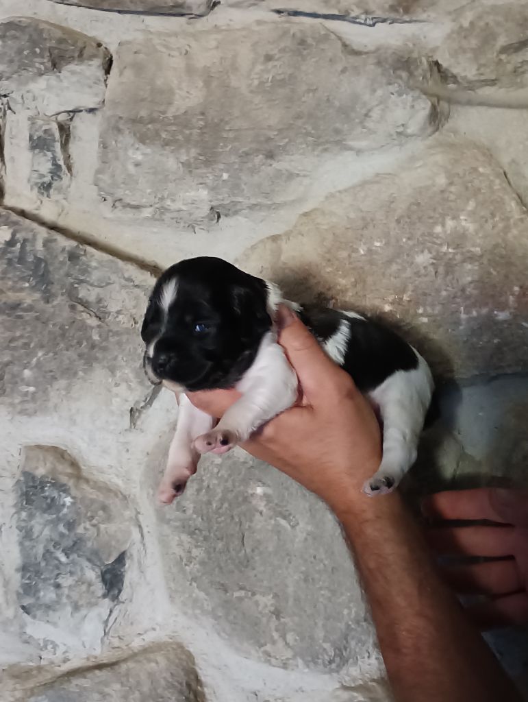 Des Terres Aniciennes - Chiots disponibles - Epagneul Breton