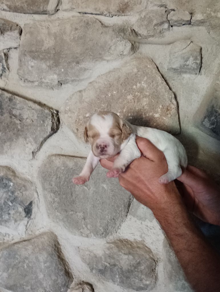 Des Terres Aniciennes - Chiots disponibles - Epagneul Breton