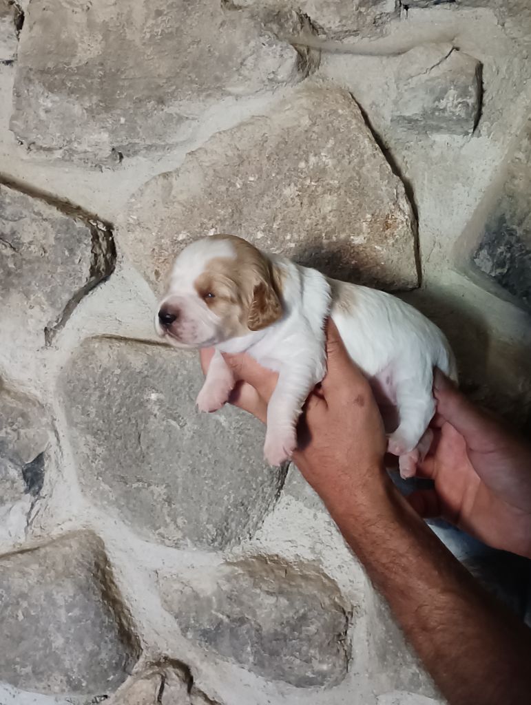 Des Terres Aniciennes - Chiots disponibles - Epagneul Breton