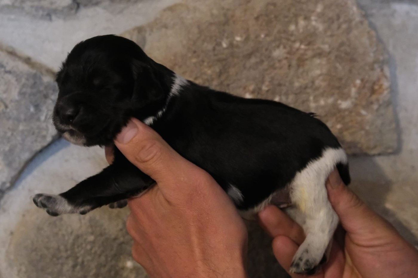 Des Terres Aniciennes - Chiots disponibles - Epagneul Breton