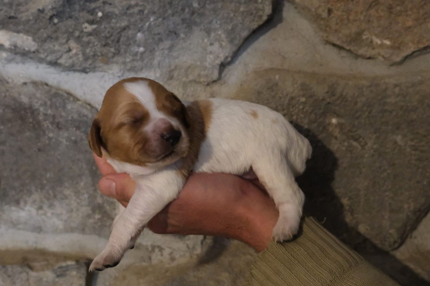 Des Terres Aniciennes - Chiots disponibles - Epagneul Breton