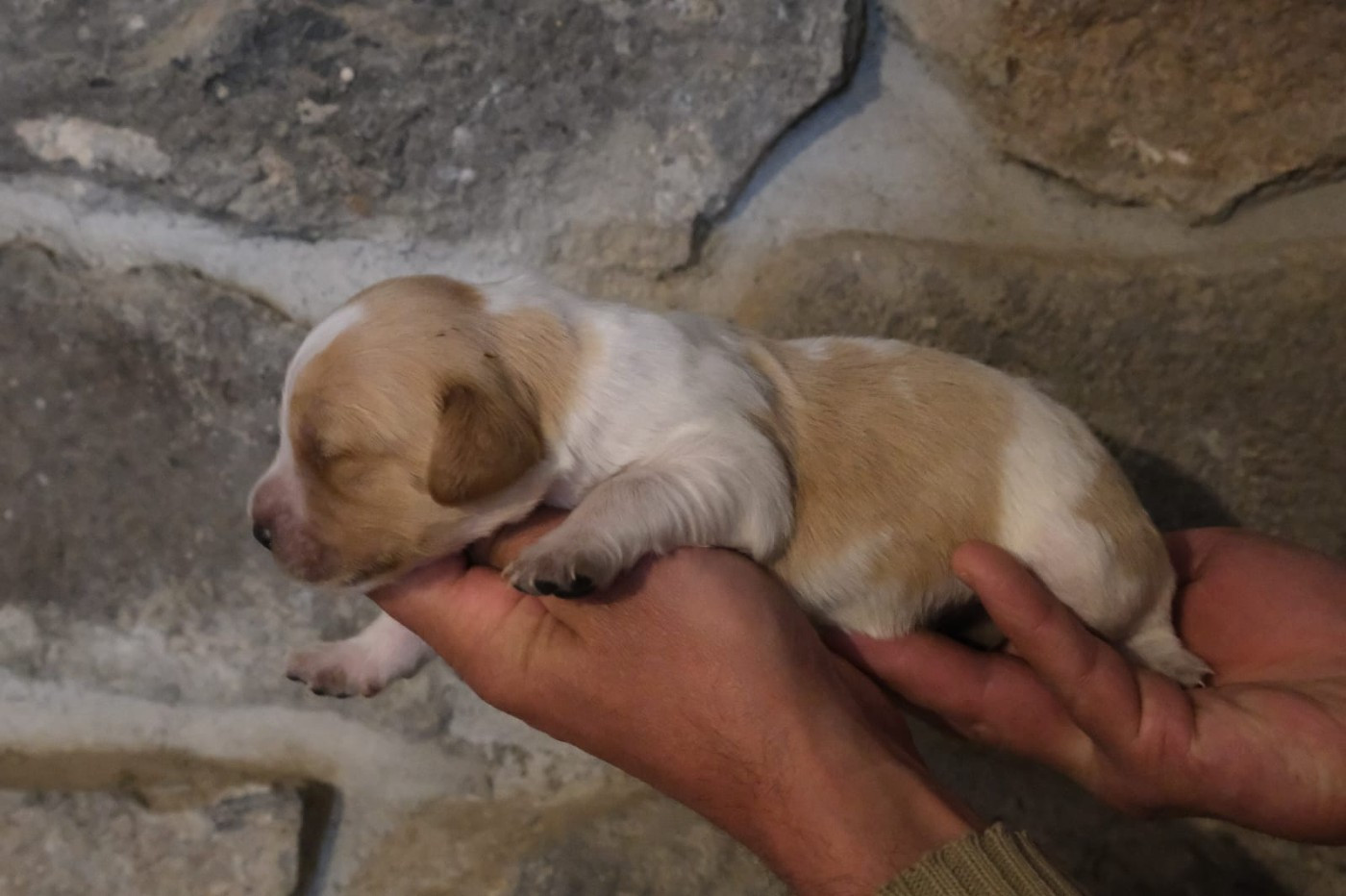 Des Terres Aniciennes - Chiots disponibles - Epagneul Breton
