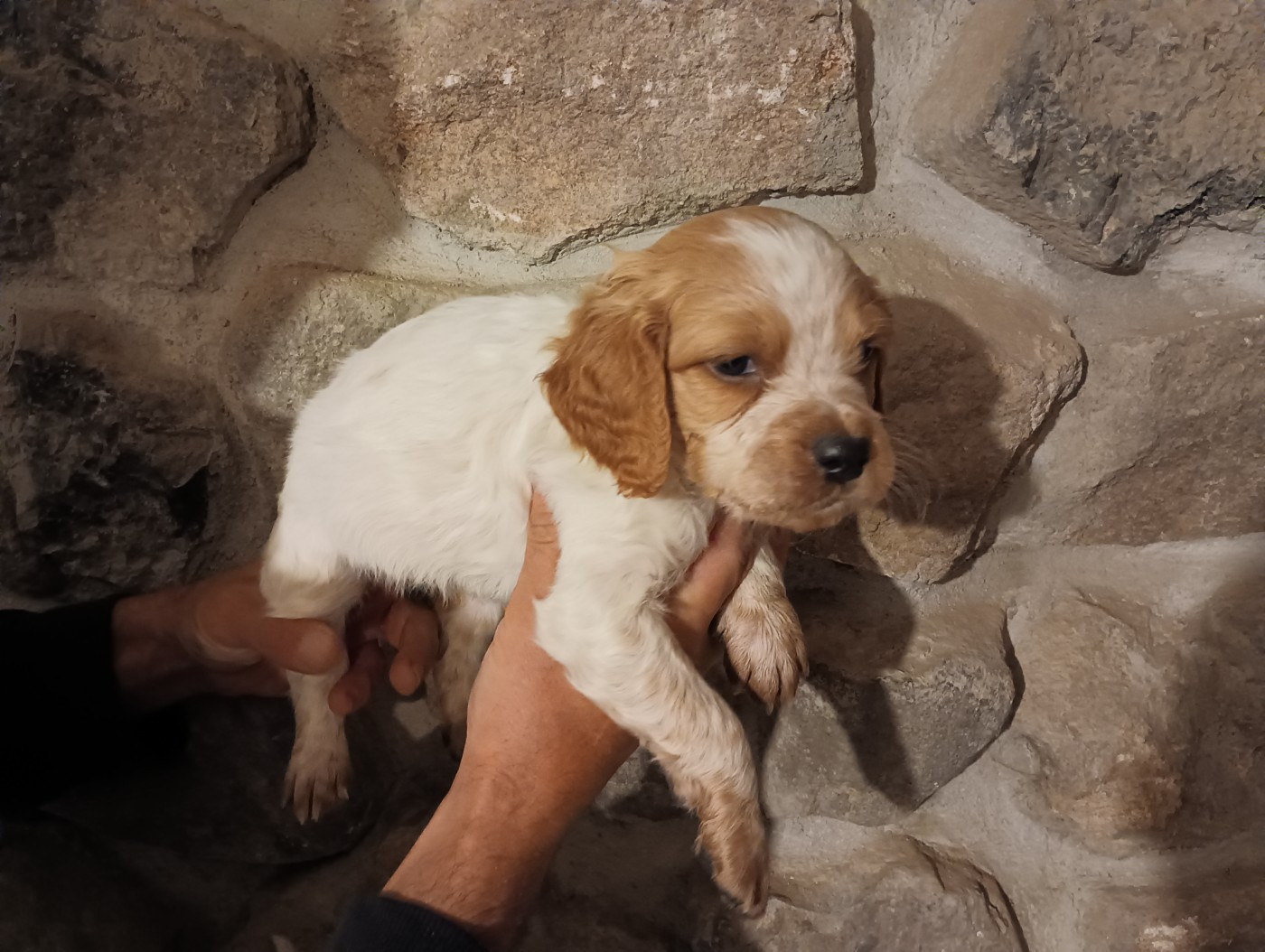 Des Terres Aniciennes - Chiots disponibles - Epagneul Breton