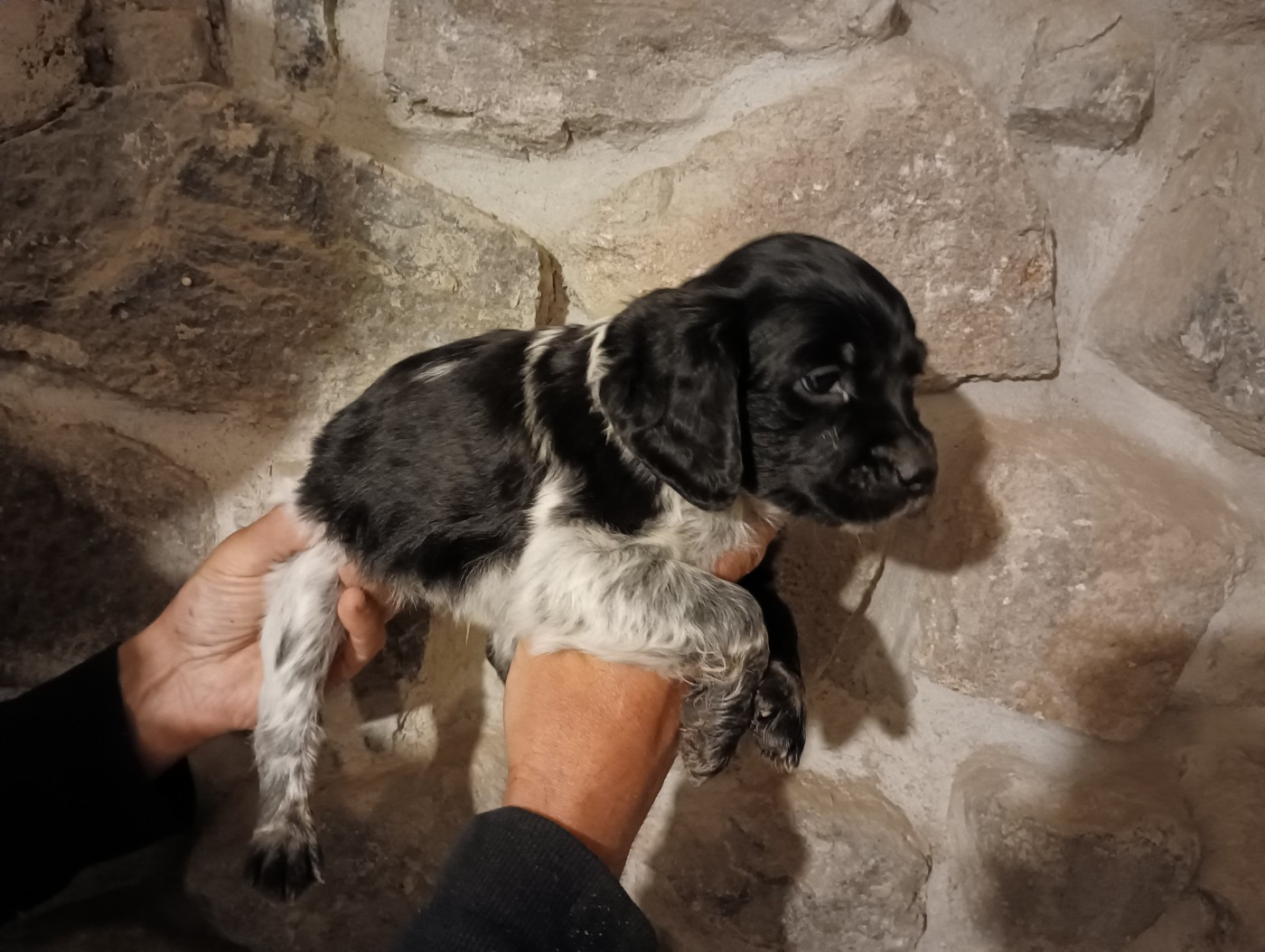 Des Terres Aniciennes - Chiots disponibles - Epagneul Breton