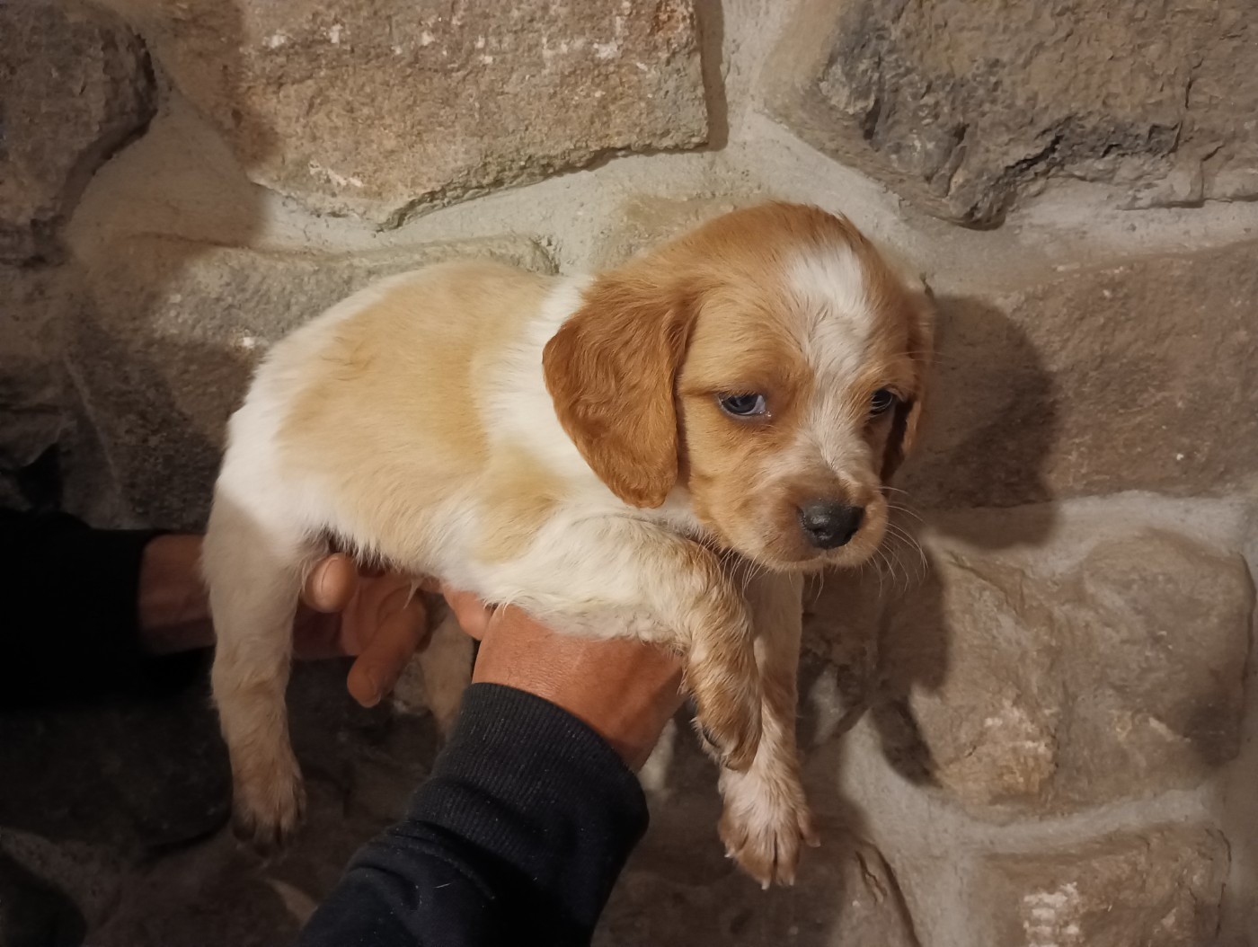 Des Terres Aniciennes - Chiots disponibles - Epagneul Breton
