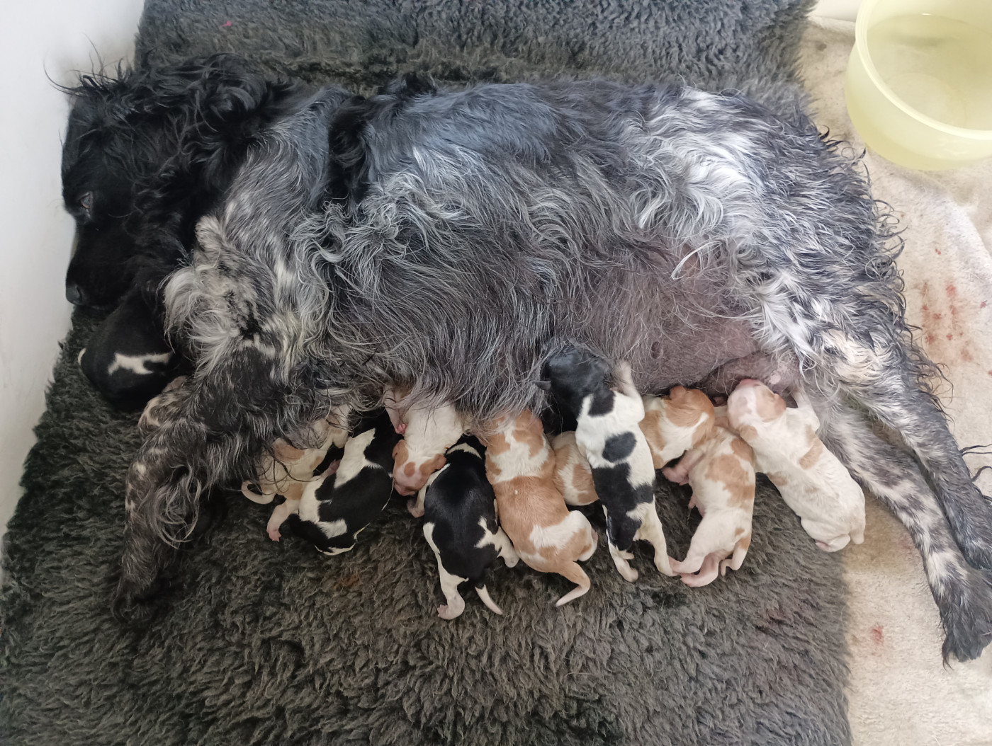 Chiot Epagneul Breton Des Terres Aniciennes