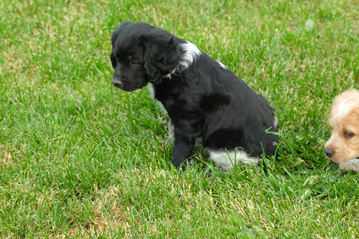 Des Terres Aniciennes - Chiots disponibles - Epagneul Breton