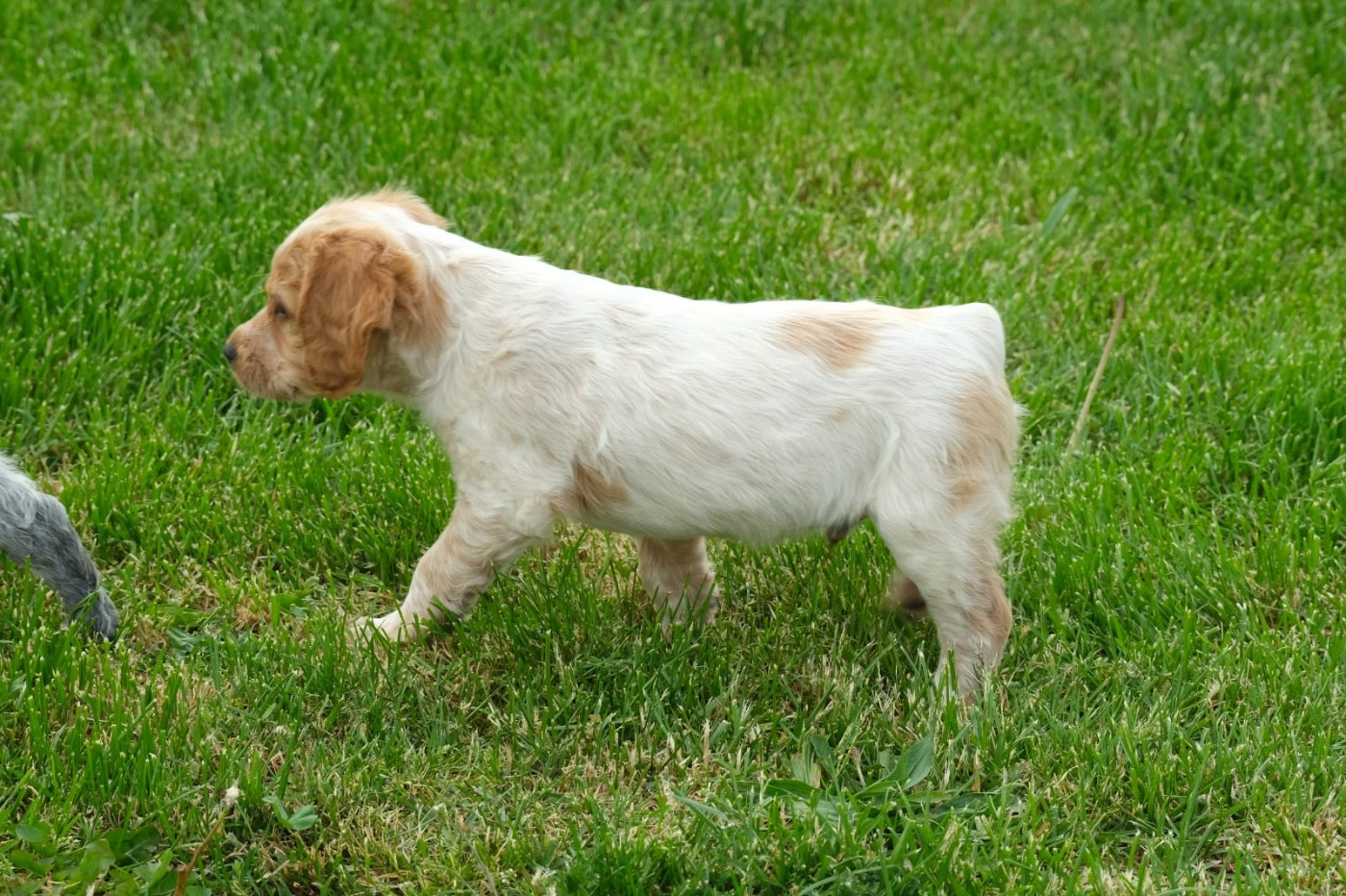 Des Terres Aniciennes - Chiots disponibles - Epagneul Breton