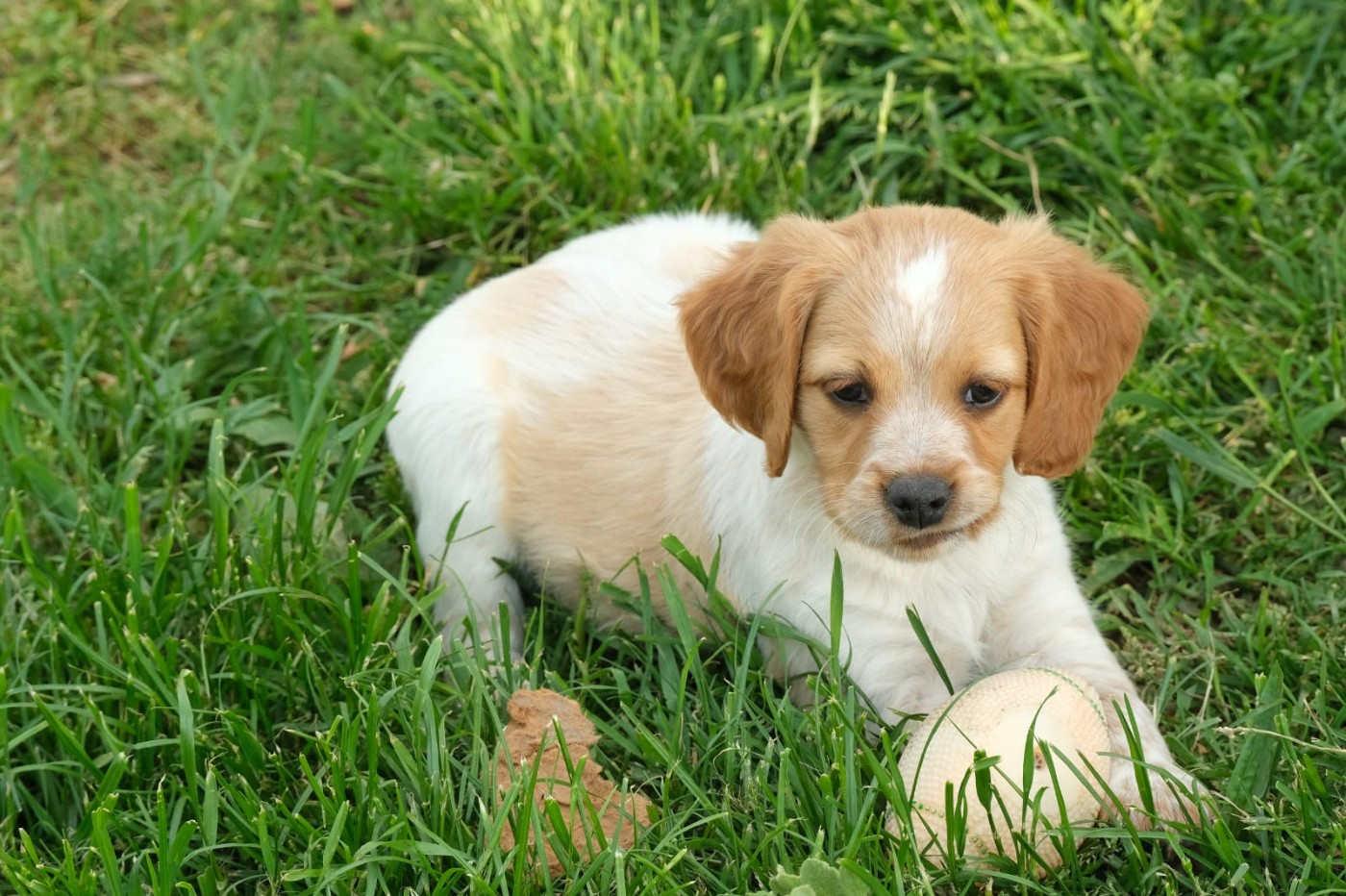 Des Terres Aniciennes - Chiots disponibles - Epagneul Breton