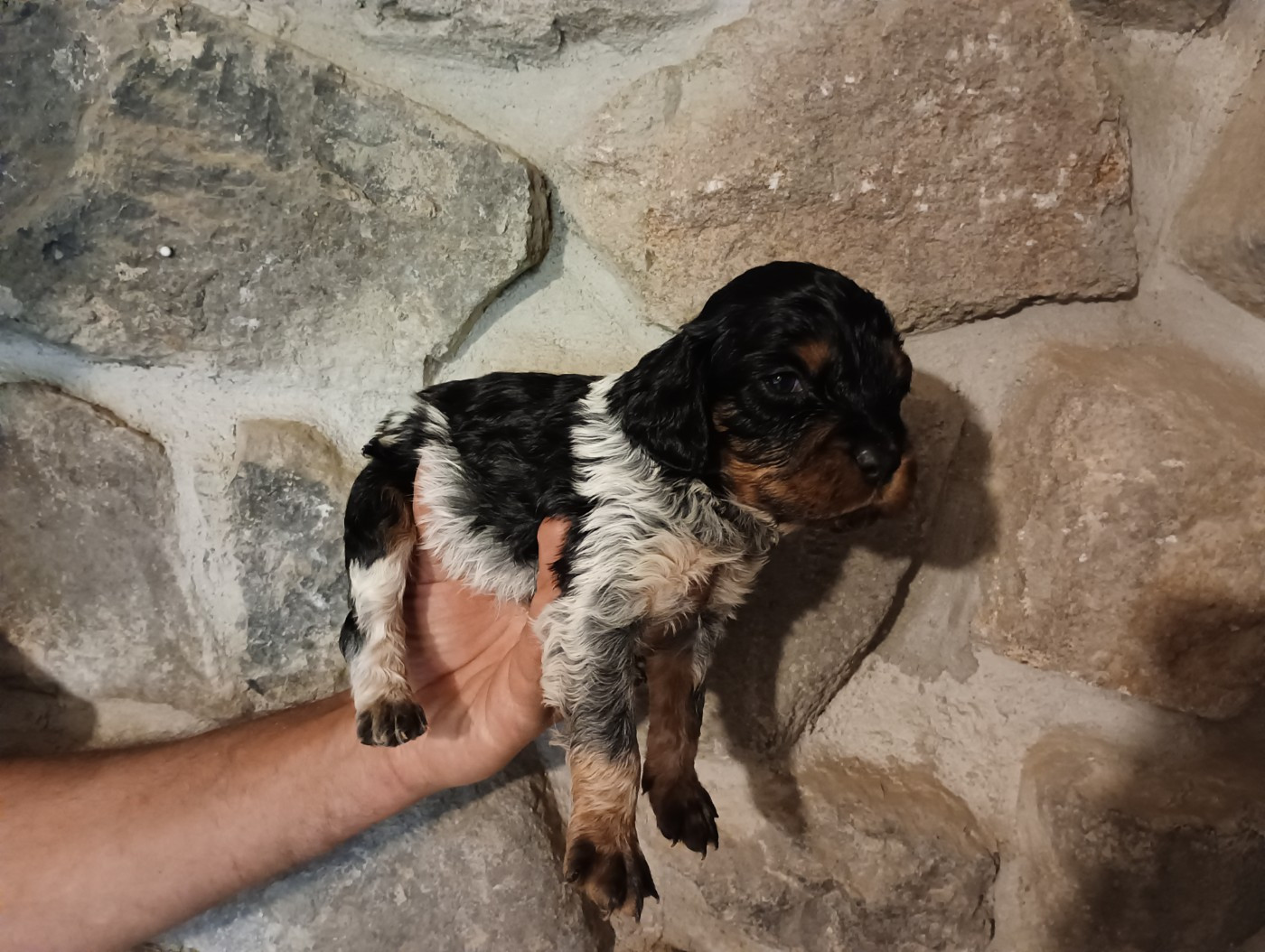 Des Terres Aniciennes - Chiots disponibles - Epagneul Breton