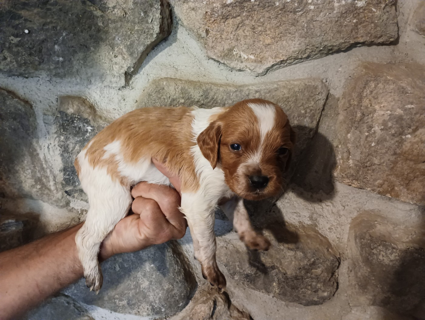 Des Terres Aniciennes - Chiots disponibles - Epagneul Breton