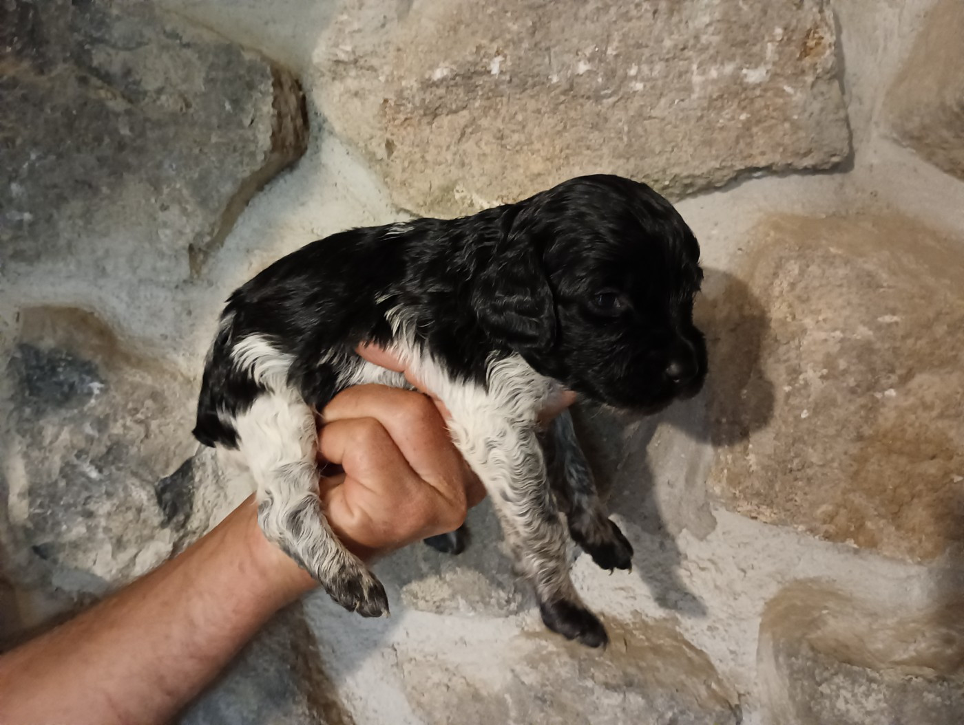 Des Terres Aniciennes - Chiots disponibles - Epagneul Breton