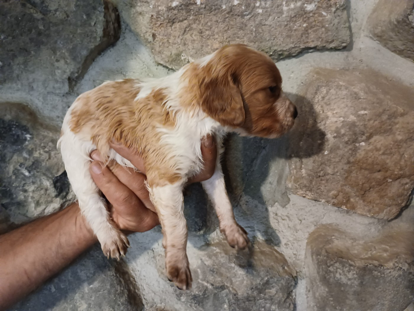Des Terres Aniciennes - Chiots disponibles - Epagneul Breton
