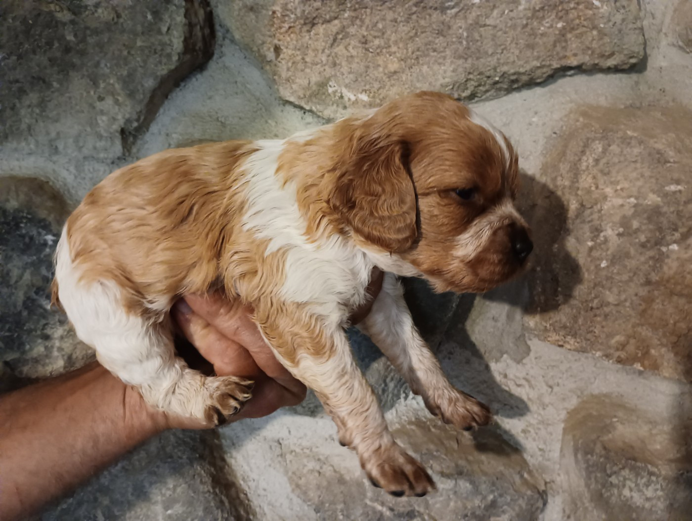 Des Terres Aniciennes - Chiots disponibles - Epagneul Breton