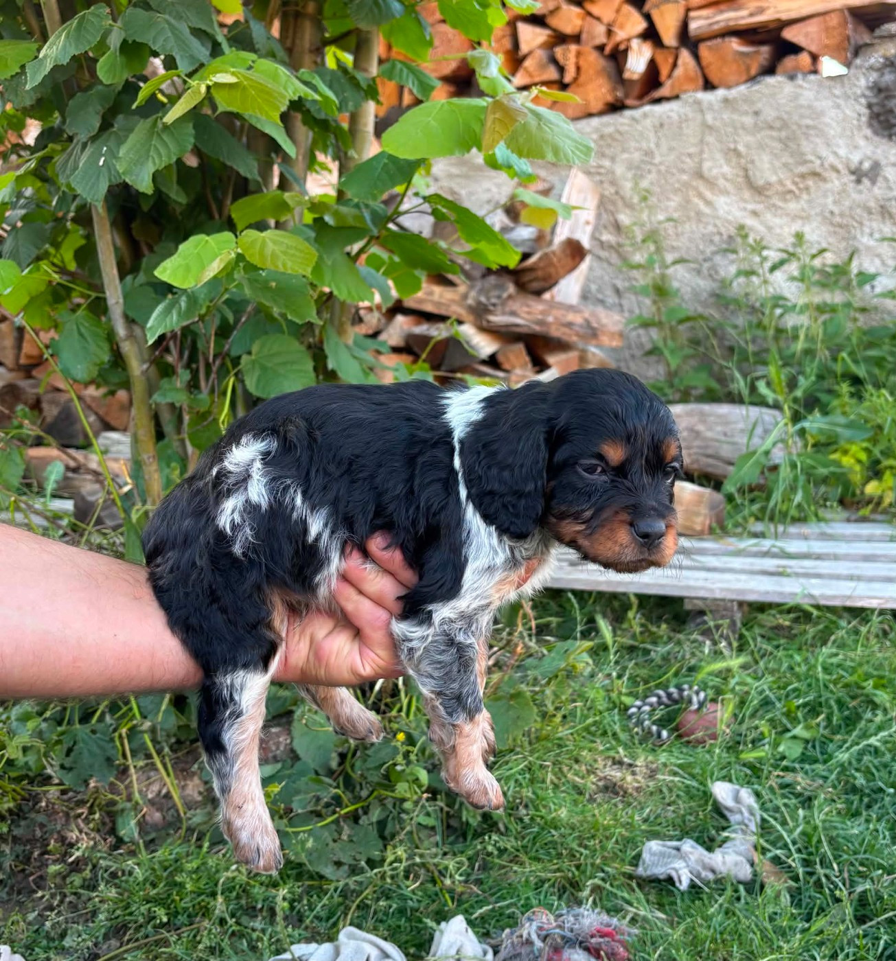 Des Terres Aniciennes - Chiots disponibles - Epagneul Breton