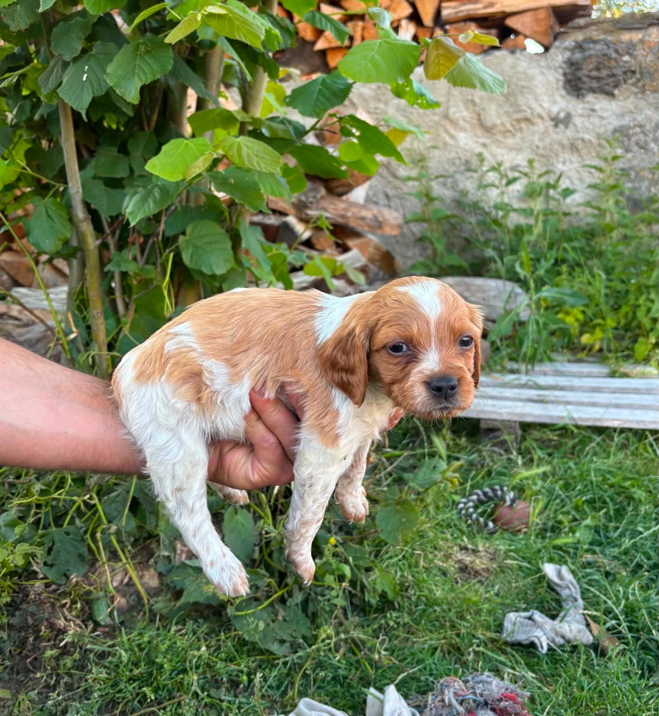 Des Terres Aniciennes - Chiots disponibles - Epagneul Breton