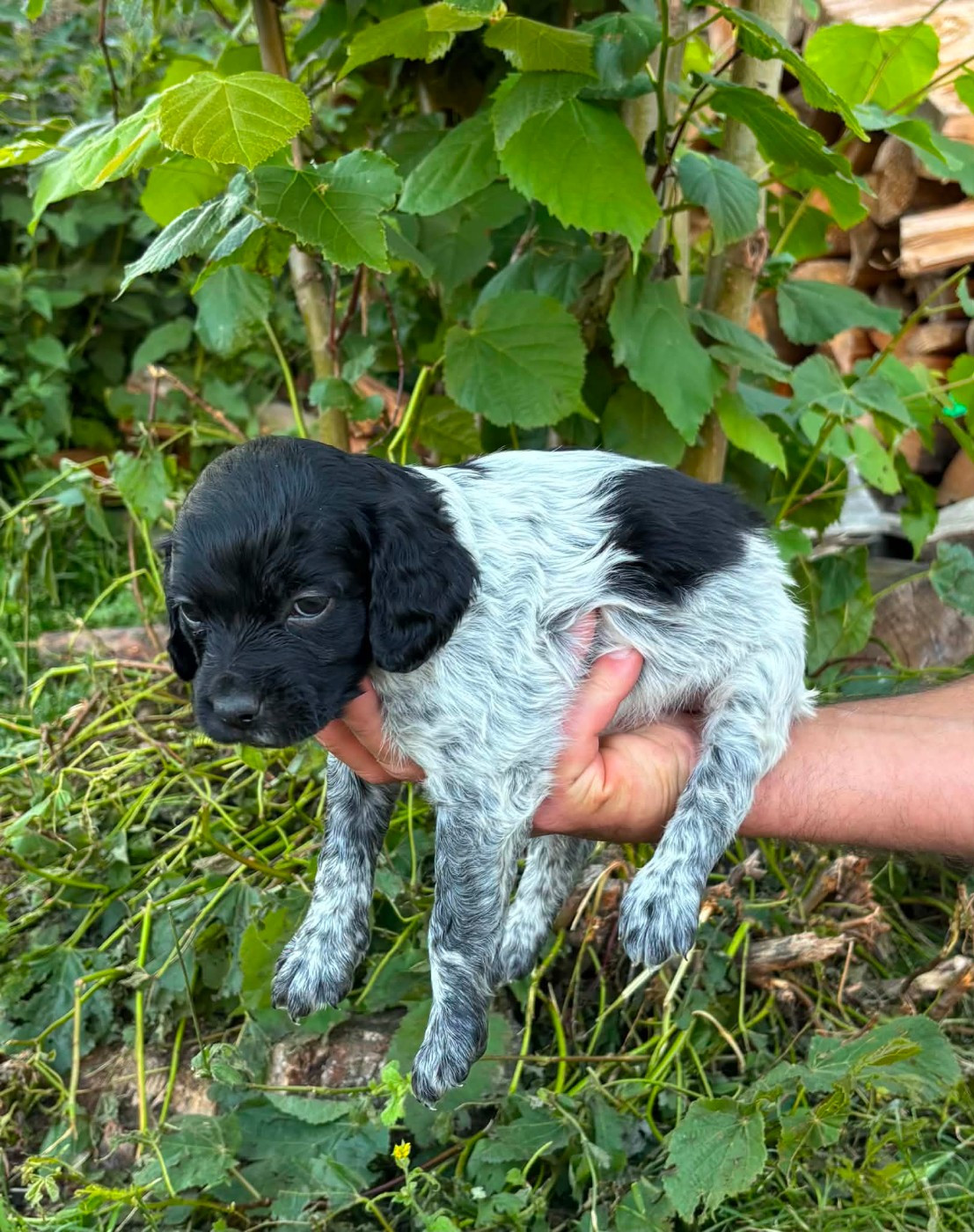 Des Terres Aniciennes - Chiots disponibles - Epagneul Breton