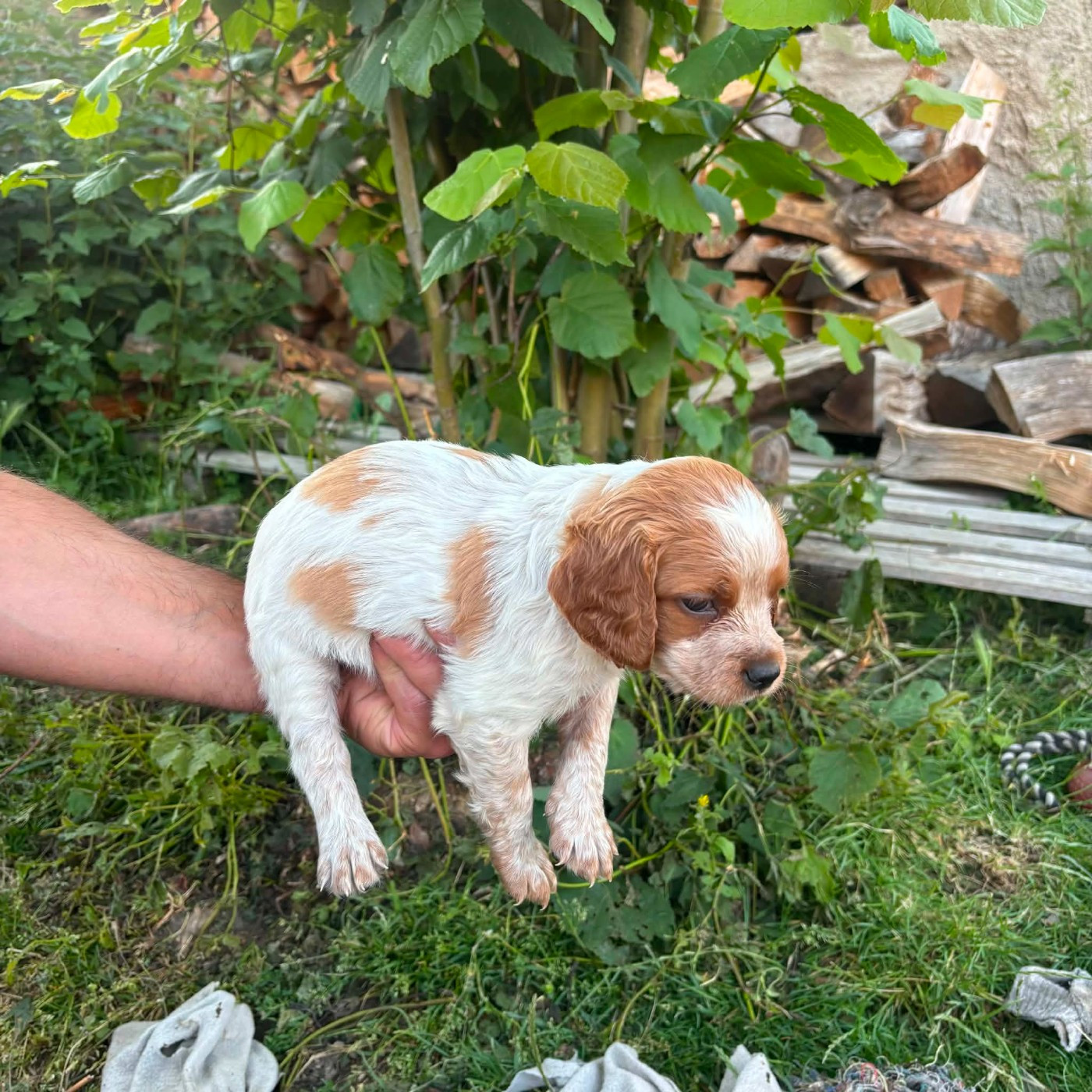 Des Terres Aniciennes - Chiots disponibles - Epagneul Breton