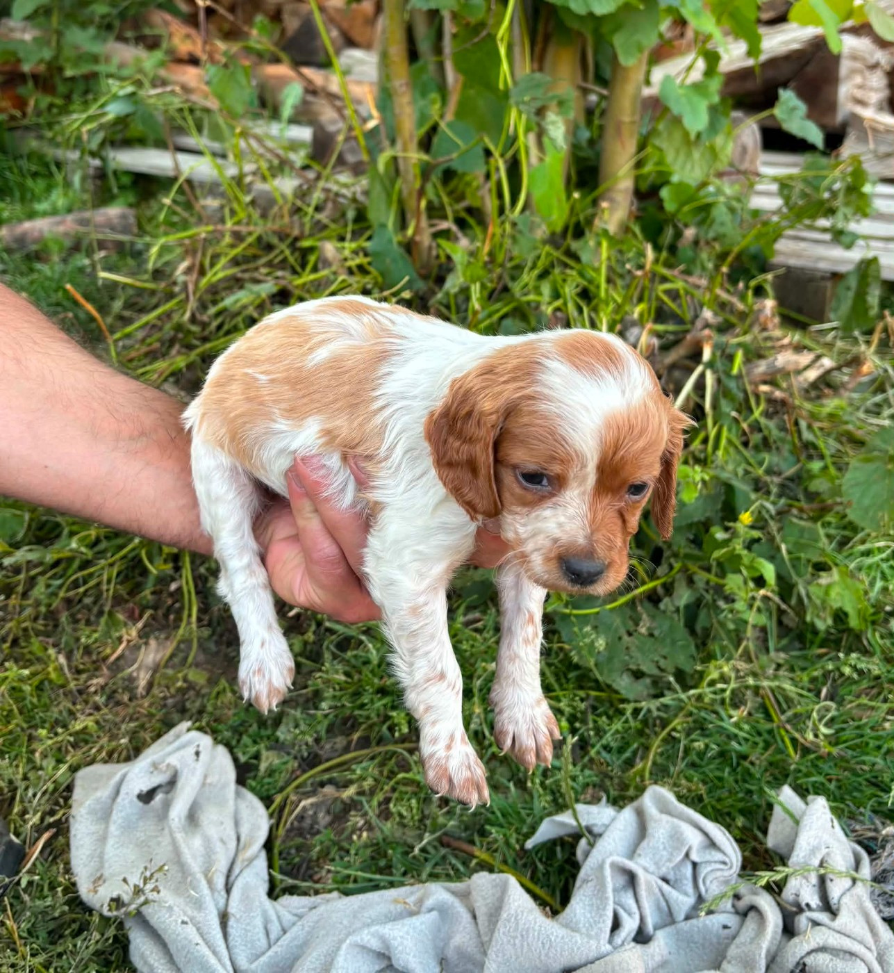 Des Terres Aniciennes - Chiots disponibles - Epagneul Breton