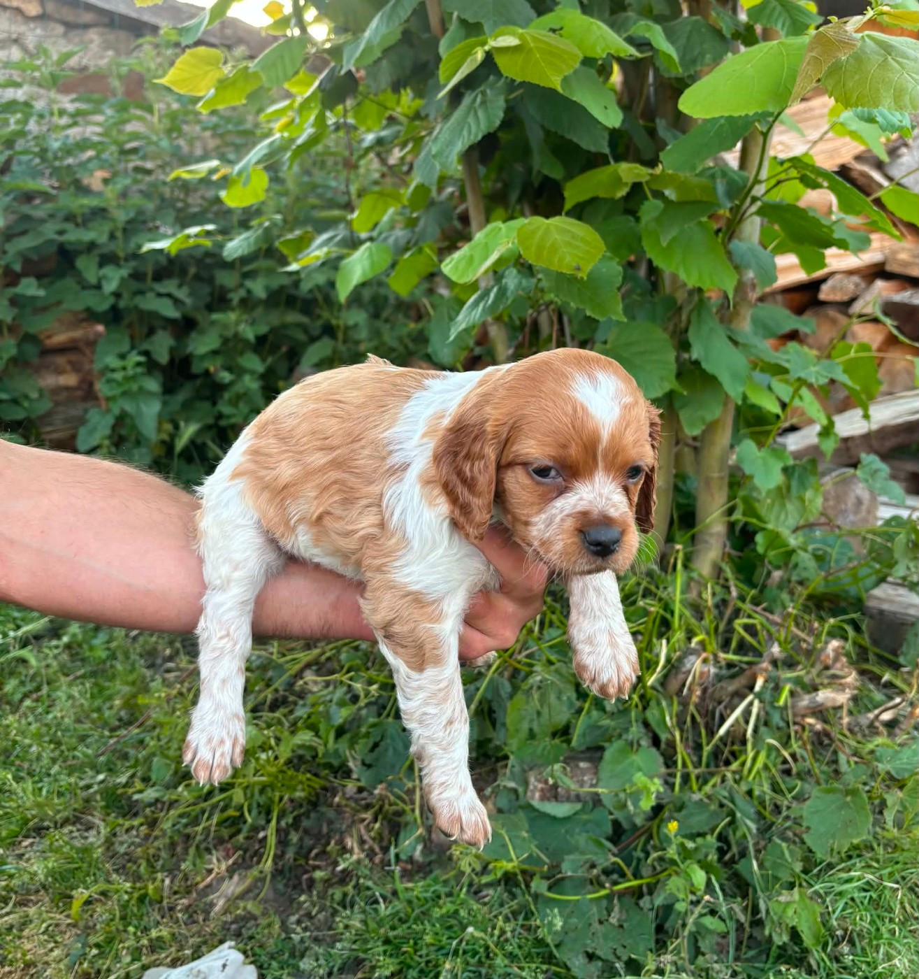 Des Terres Aniciennes - Chiots disponibles - Epagneul Breton