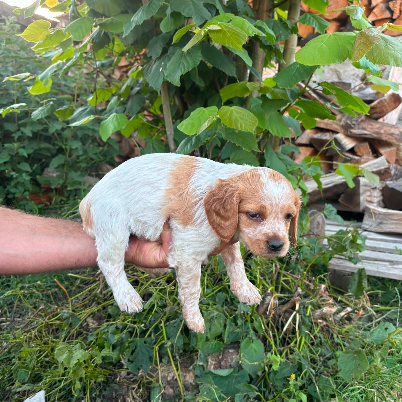 Des Terres Aniciennes - Chiots disponibles - Epagneul Breton