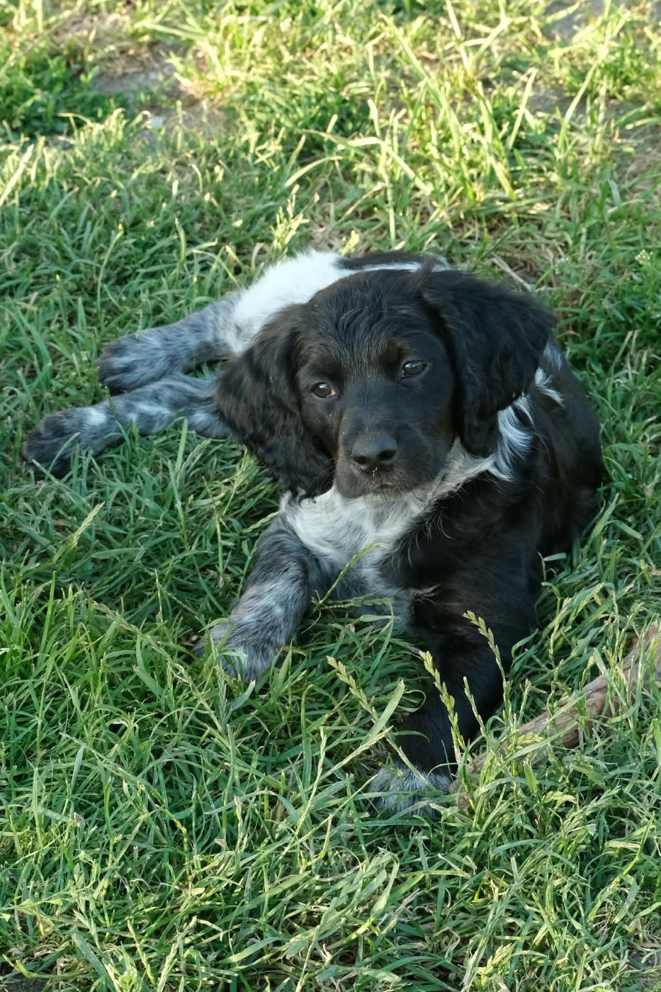 Des Terres Aniciennes - Chiots disponibles - Epagneul Breton
