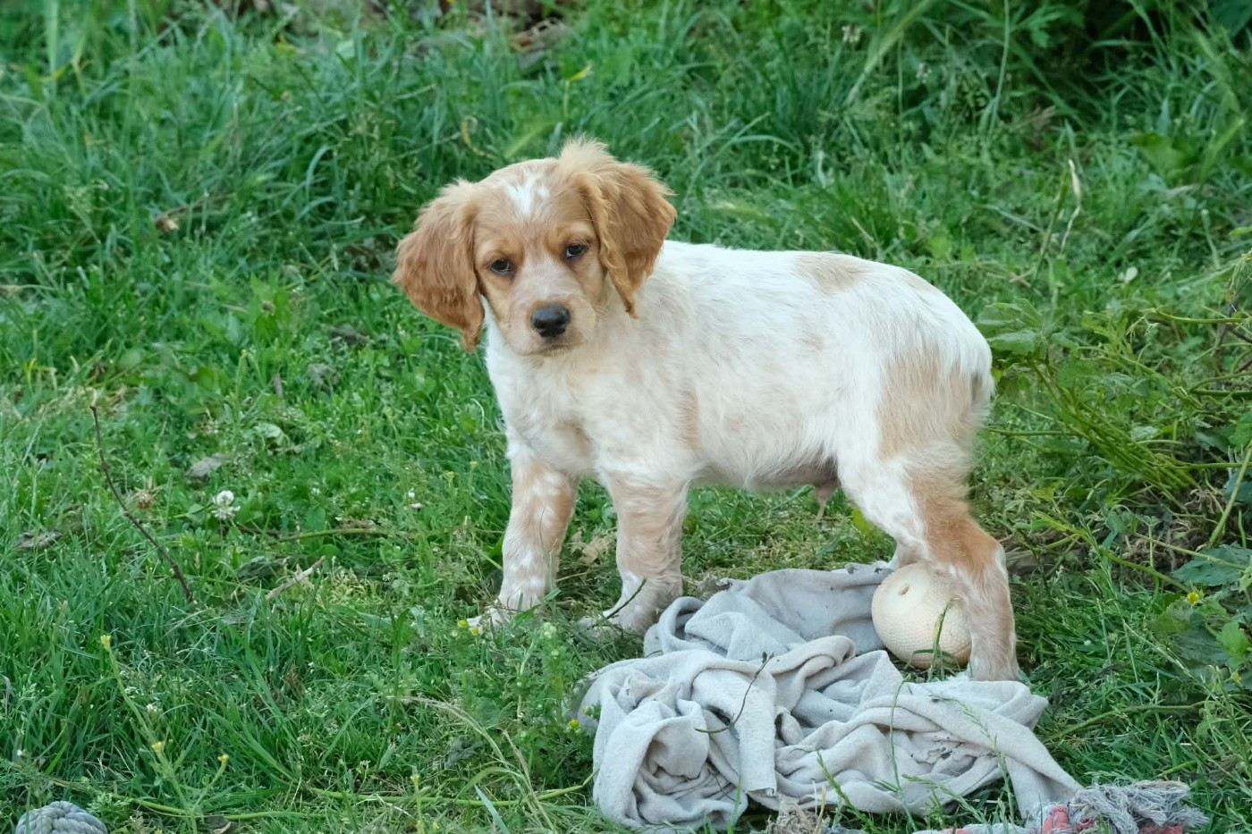 Des Terres Aniciennes - Chiots disponibles - Epagneul Breton