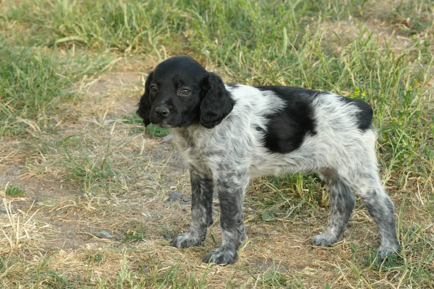 Des Terres Aniciennes - Chiots disponibles - Epagneul Breton