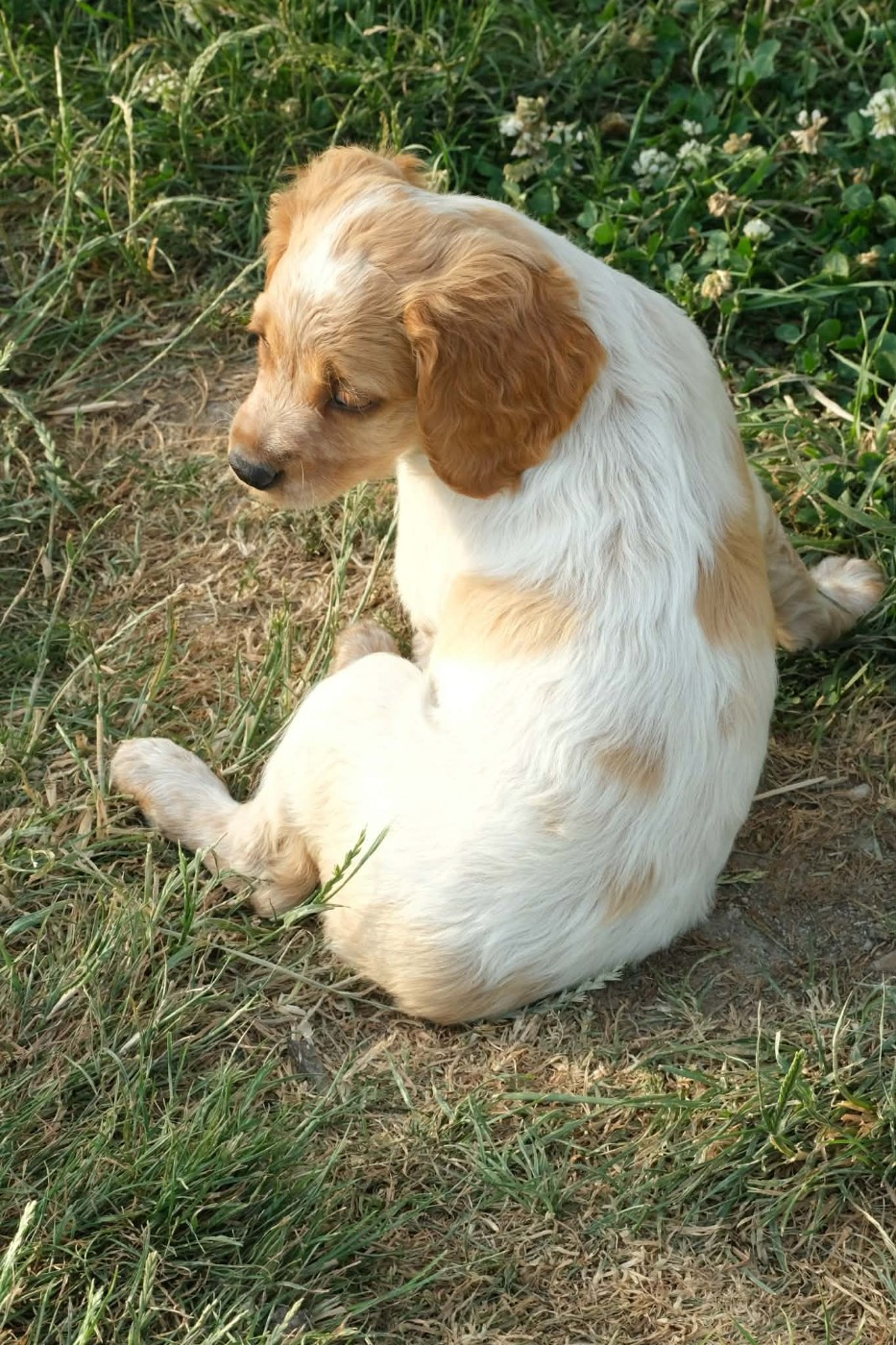 Des Terres Aniciennes - Chiots disponibles - Epagneul Breton