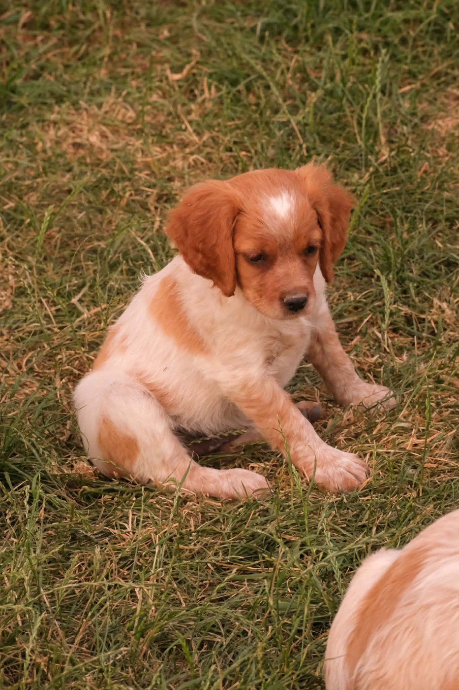 Des Terres Aniciennes - Chiots disponibles - Epagneul Breton