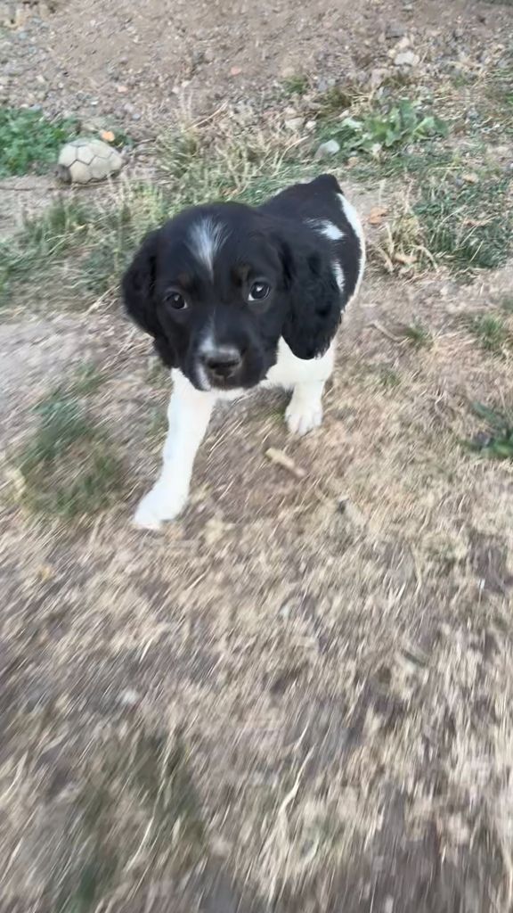 Des Terres Aniciennes - Chiots disponibles - Epagneul Breton