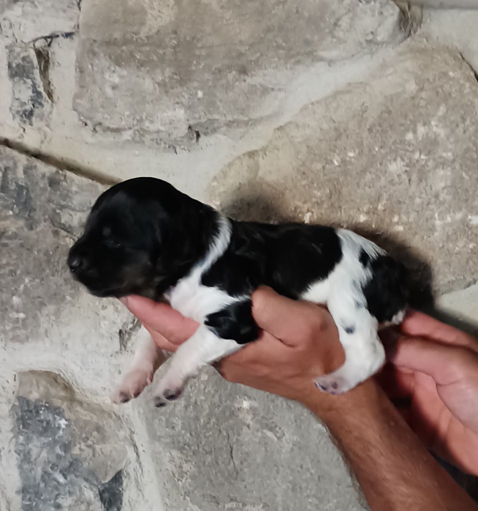 Des Terres Aniciennes - Chiots disponibles - Epagneul Breton