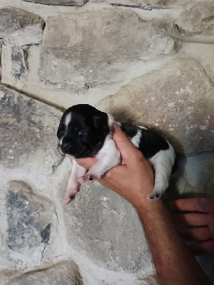 CHIOT 3