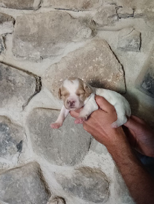 CHIOT 5