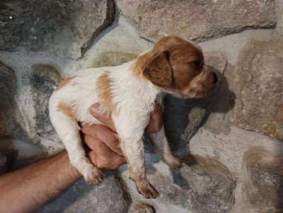 Chiot N°6