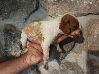 Chiot N°8