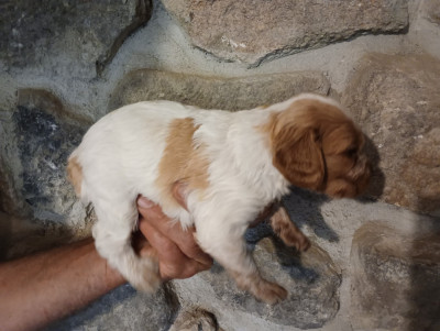 Chiot N°10