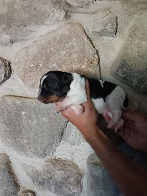 CHIOT 2