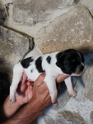 CHIOT 6