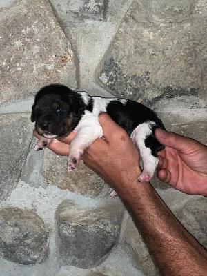 CHIOT 7