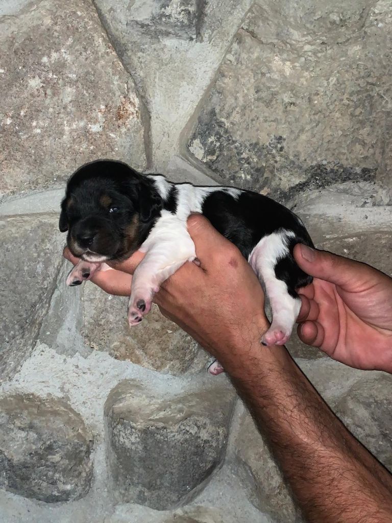 Des Terres Aniciennes - Chiots disponibles - Epagneul Breton