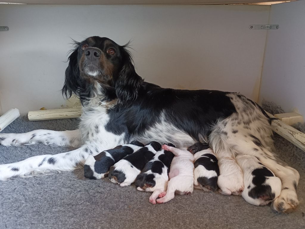 Chiot Epagneul Breton Des Terres Aniciennes
